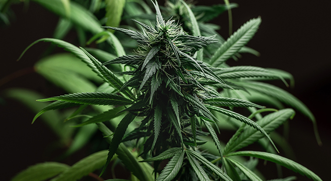 Role of oral fluid in  federally mandated workplace  drug testing